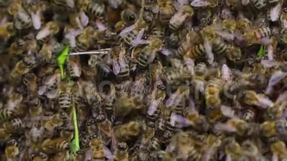 蜂群包括蜂房女王4K射击视频的预览图