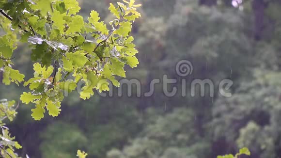 夏雨中的橡树枝视频的预览图