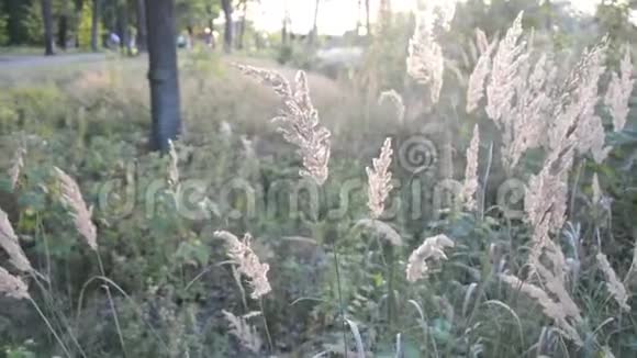 日落时分穿过干枯的草地视频的预览图