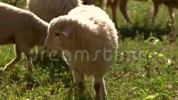 羔羊吃草视频的预览图