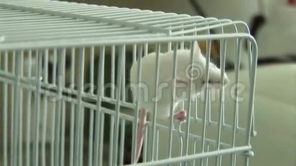 实验室老鼠视频的预览图