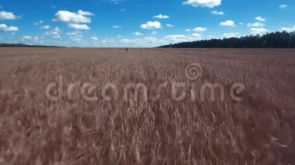 空中摄影在成熟的小麦上低飞蓝色明亮的天空明亮的蓝天美丽的白色视频的预览图