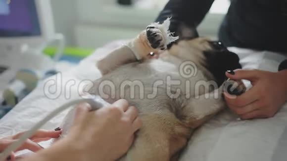生病的哈巴狗在兽医诊所接受超声波诊断视频的预览图