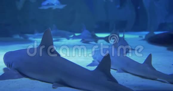 珊瑚礁的水下生活鲨鱼射线和其他鱼类大型水族馆视频的预览图