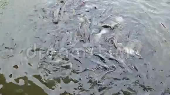 4K群中的许多庞加苏鱼在河中觅食视频的预览图