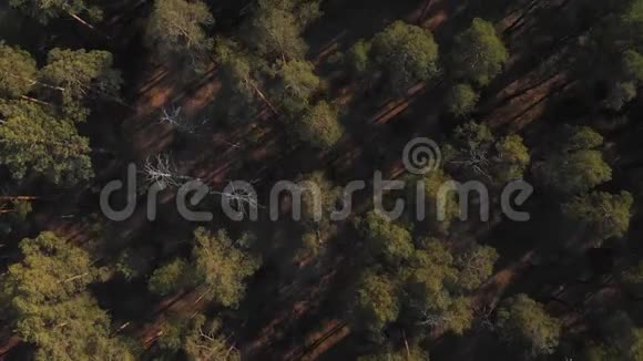 松林自上而下的视野在一片罕见的松林上空飞行摄像机垂直向下视频的预览图