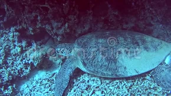 睡在热带海浅泻湖礁上的大型绿海龟视频的预览图