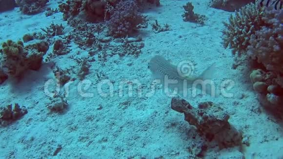 珊瑚礁上热带海域的阿拉伯鱼视频的预览图