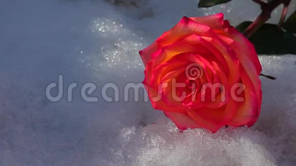 红玫瑰花雪无人高清镜头视频的预览图