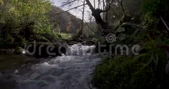 小河流在树木之间的横向移动视频的预览图