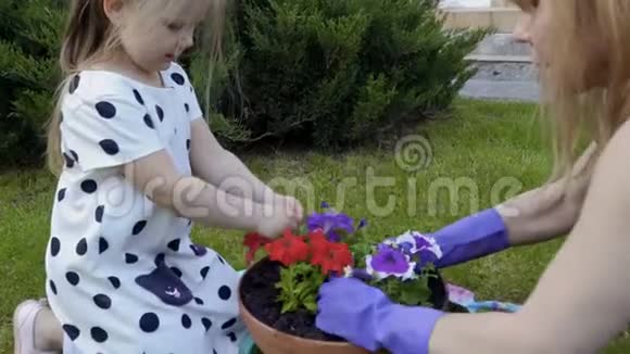 妈妈带着可爱的小女儿在花园里把牵牛花重新种进泥盆里视频的预览图