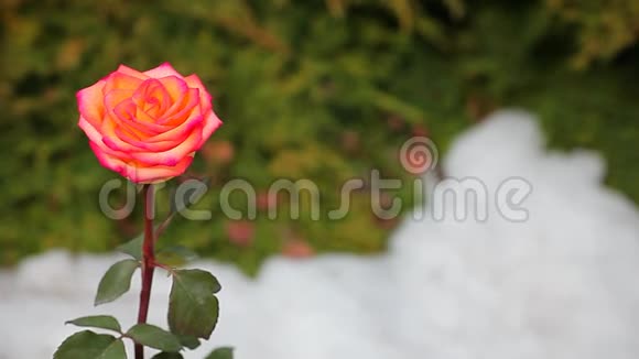 红玫瑰花雪无人高清镜头视频的预览图