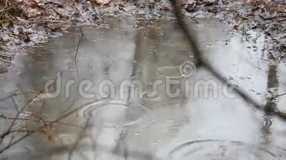 树林里有雨视频的预览图