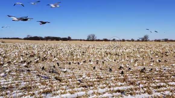 鸟群从冬田起飞视频的预览图