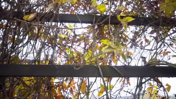 挂在木栏杆上的枯萎的葡萄视频的预览图