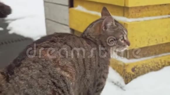 奥德萨雪街上的流浪猫视频的预览图