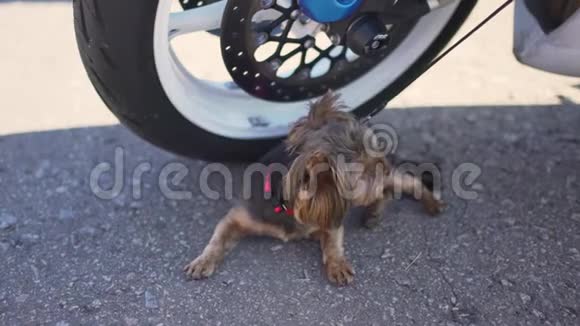 约克郡猎犬狗坐在摩托车旁边视频的预览图
