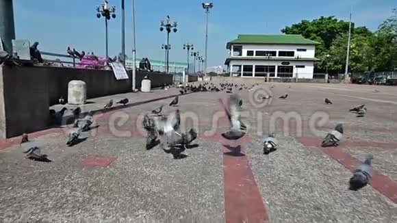 慢镜头追逐鸟儿街鸽远离镜头视频的预览图