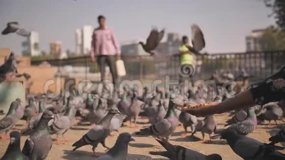 孟买一个男人在广场喂鸽子穆斯林传统慢动作录像印度视频的预览图