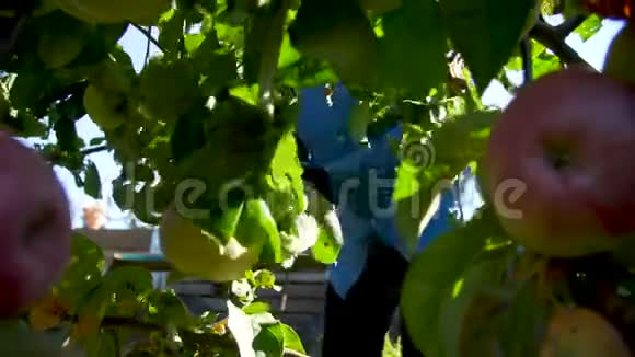 女人在花园里亲手摘苹果视频的预览图
