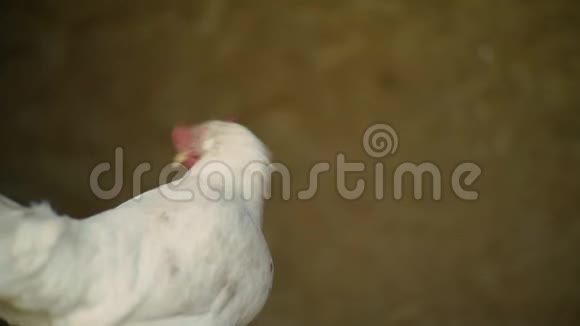白色母鸡肖像背景是嘿滚视频的预览图