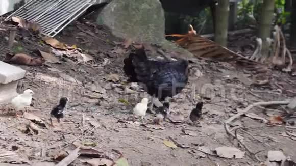黑母鸡与新孵化的小鸡在院子里寻找食物视频的预览图