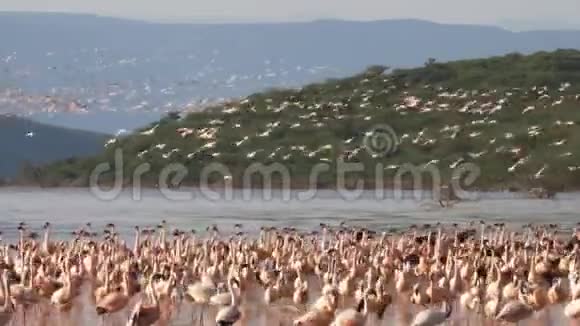 肯尼亚博戈里亚湖海岸线上的火烈鸟视频的预览图