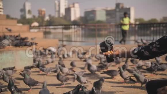 孟买一个男人在广场喂鸽子穆斯林传统慢动作录像印度视频的预览图