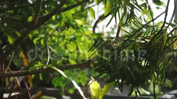 植物园中热带森林的一些外来植物和叶子的特写库存录像分支机构视频的预览图