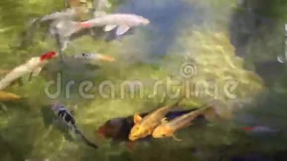 锦鲤鱼游泳视频视频的预览图