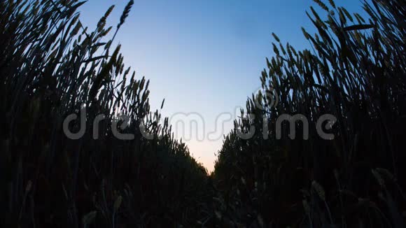 小麦黎明的曙光视频的预览图