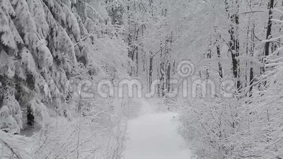 坐雪橇视频的预览图