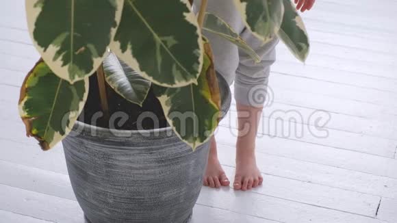 赤脚穿着灰色裤子站在一块白色地板上旁边是一棵榕树视频的预览图