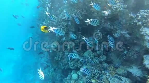 海底世界有很多鱼海底有一个美丽的珊瑚礁视频的预览图