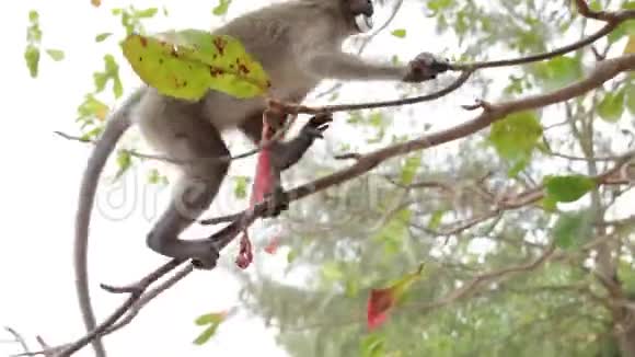 猴子坐在树上视频的预览图