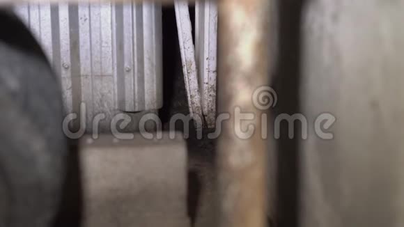 垃圾箱里的老鼠大城市中隐藏的一部分视频的预览图