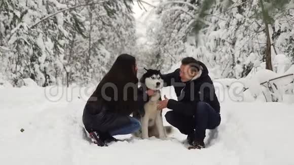 一对夫妇坐在树林里拥抱他们最喜欢的西伯利亚狗快乐的人和快乐的人视频的预览图