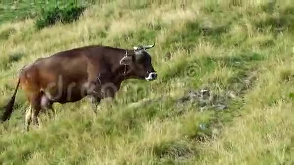 牛抬上山视频的预览图