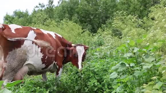 牛红牛在草地上放牧牛草原牧场视频的预览图