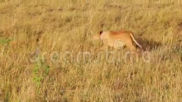 狮子女潜入高大的草地来到野牛视频的预览图