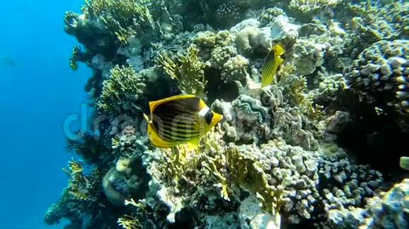 在埃及美丽的黄鱼靠近珊瑚礁慢动作视频的预览图