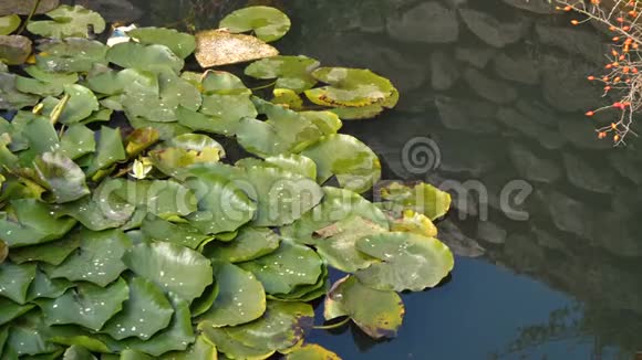 老井池塘中的睡莲叶视频的预览图