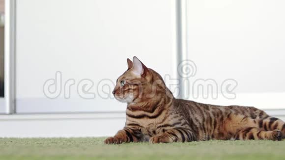 美丽的棕色纯种孟加拉猫躺在绿色蓬松的地毯室内视频的预览图