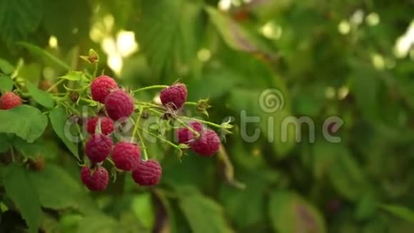 一个女人手慢慢地把成熟的浆果从树莓的枝上撕下来特写在手上日落时收割视频的预览图