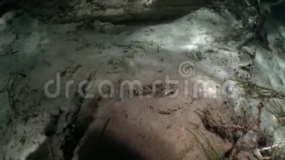 俄罗斯莱纳河水下阳光下沙底的戈比鱼视频的预览图