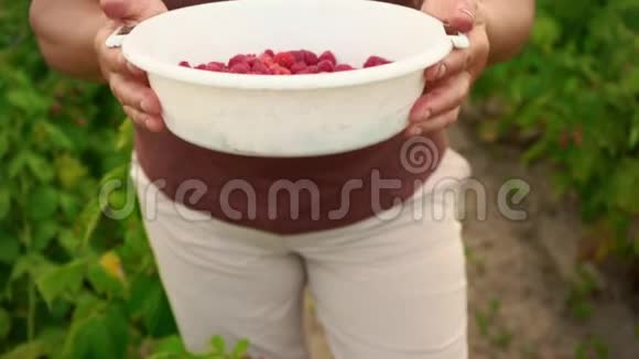 一个穿着白色裤子和棕色T恤的女人正在展示一个刚摘下的树莓一个采摘者的手视频的预览图
