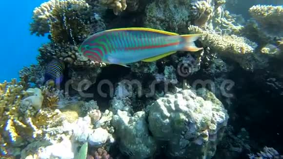奇妙的珊瑚礁与五颜六色的鱼类接近水下视频的预览图