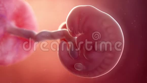 胎儿第6周视频的预览图