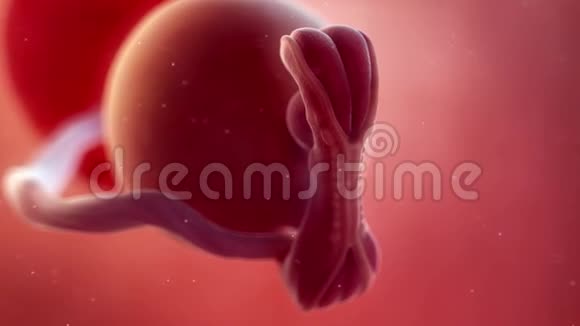 胎儿第5周视频的预览图