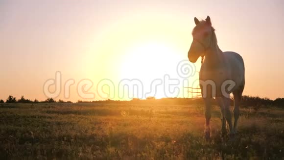 秋天的黄昏时分一头白色的母马在田野里用缰绳拴住它的嘴视频的预览图